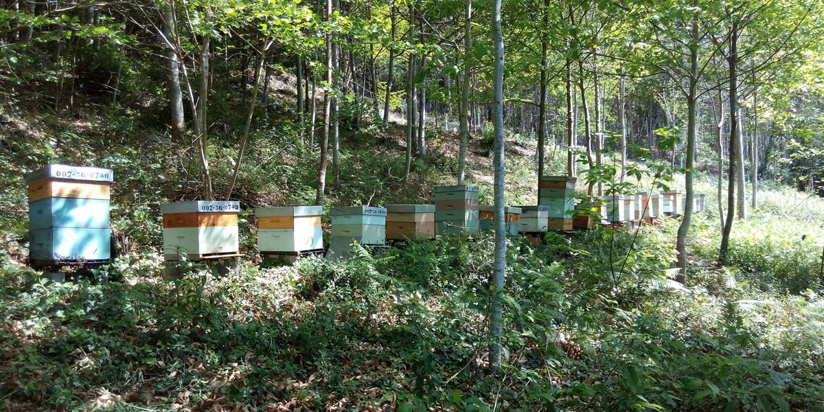 <div class="titulo_partido"><span>Ferrados de Corazón.</span></div> Maruxa Blanco, apicultora